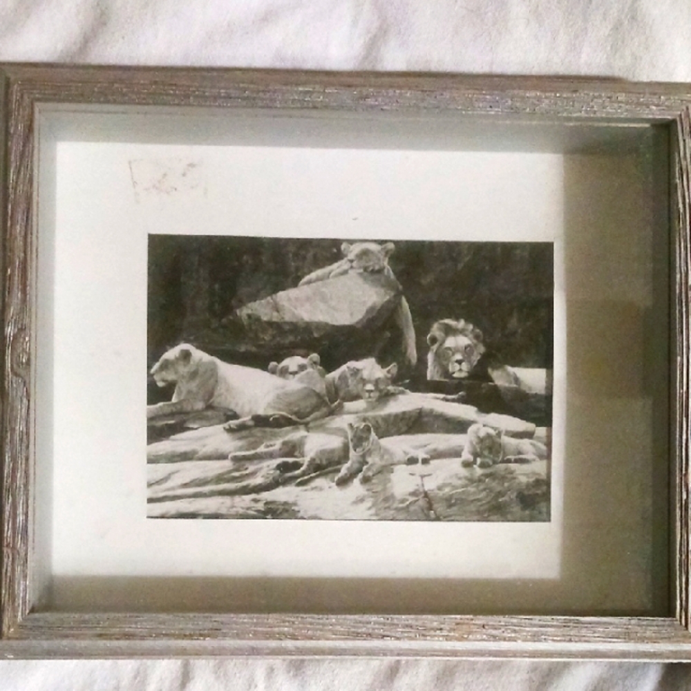 Lions In a Black & White Framed Print